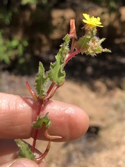 Camissoniopsis hirtella