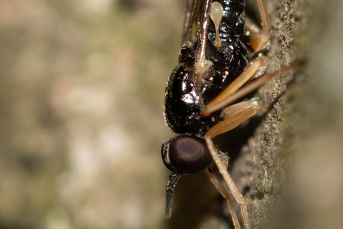 Xylophagus ater nuotrauka