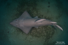 Rhynchobatus australiae