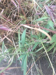 Clarkia bottae