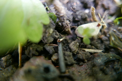 Notiophilus biguttatus