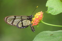 Methona confusa psamathe