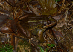 Leptodactylus paranaru