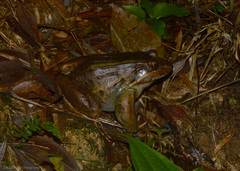 Leptodactylus paranaru