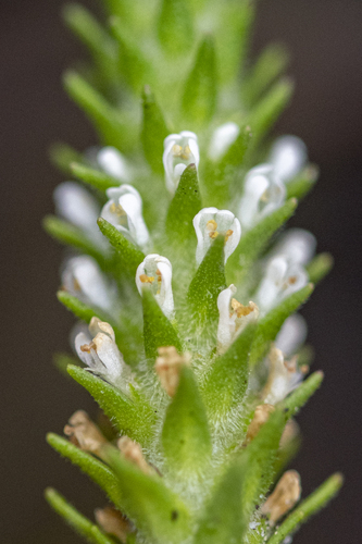 Chenopodiopsis retrorsa (Chenopodiopsis retrorsa)