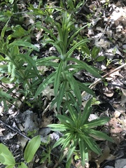 Lithospermum latifolium