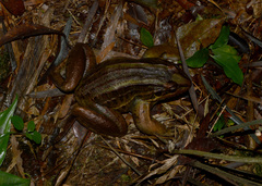 Leptodactylus paranaru