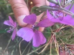 Clarkia bottae