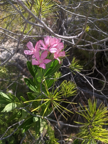 oleander