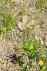 Lithospermum caroliniense