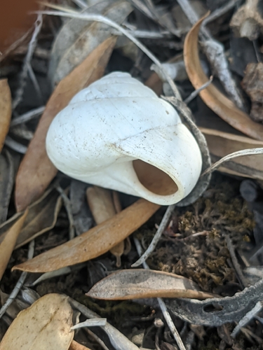 Sphincterochila candidissima