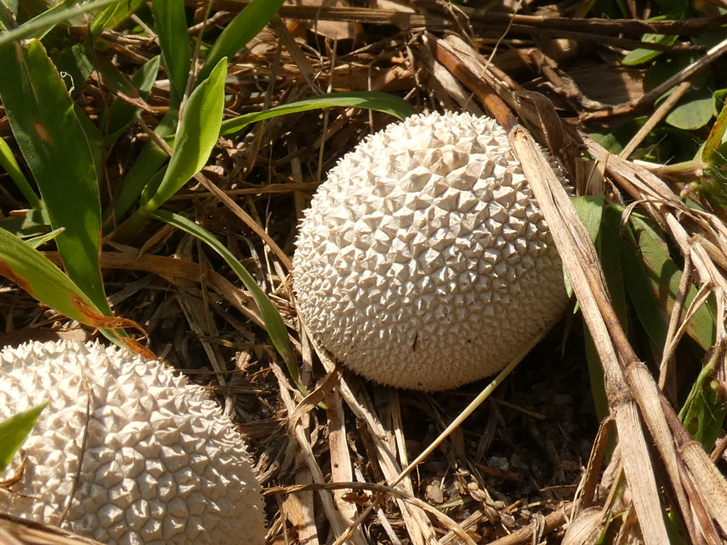 Peeling Puffball · September 2026 · photo: Photo: (c) Nico Carl, some rights reserved (CC BY) · iNaturalist