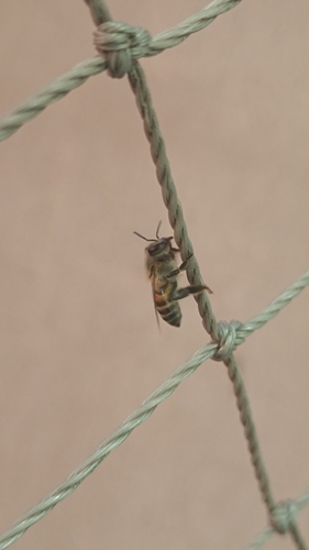 Western Honey Bee