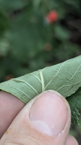 Crataegus macracantha, photograph 3