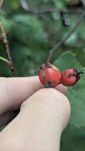 Crataegus macracantha