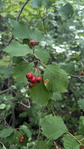 Crataegus macracantha, photograph 5