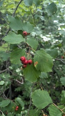 Crataegus macracantha, photograph author not stated, no rights reserved