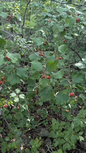 Crataegus macracantha, photograph 6