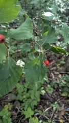 Crataegus macracantha, photograph author not stated, no rights reserved