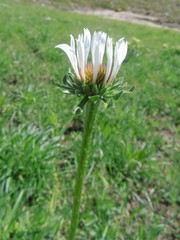 Echinacea pallida