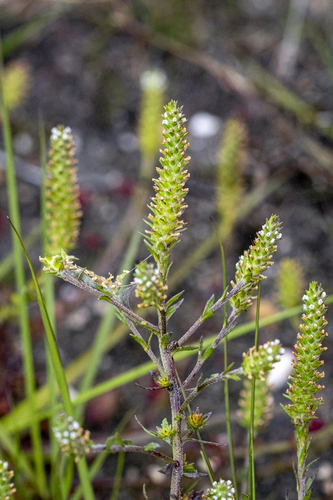 Chenopodiopsis retrorsa (Chenopodiopsis retrorsa)
