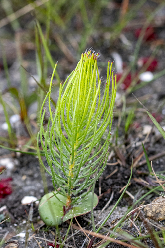 Leucadendron platyspermum, photograph 3