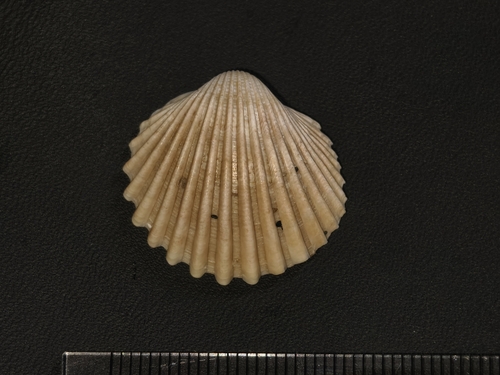 Vepricardium sinense observed 2026-08-31