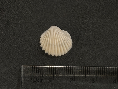 Vepricardium sinense observed 2026-08-31