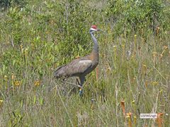 Antigone canadensis pulla