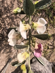 Podalyria myrtillifolia, photograph author not stated, no rights reserved