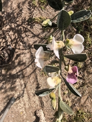 Podalyria myrtillifolia, photograph author not stated, no rights reserved