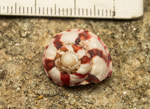 Gibbula magus observed 2026-09-04