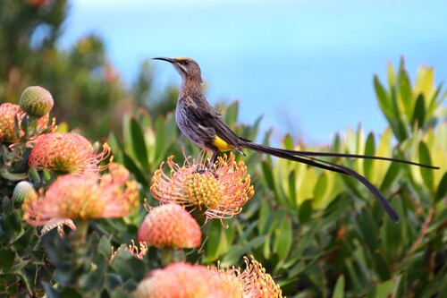 Cape sugarbird