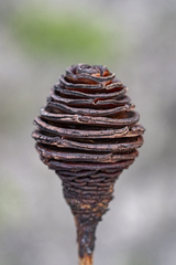 Leucadendron platyspermum