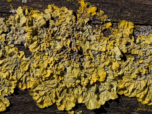 Common Sunburst Lichen