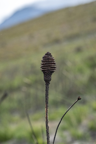 Leucadendron platyspermum, photograph 2