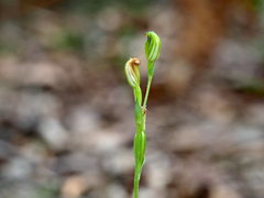 Pterostylis parviflora