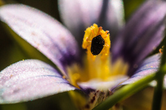 Halotydeus destructor