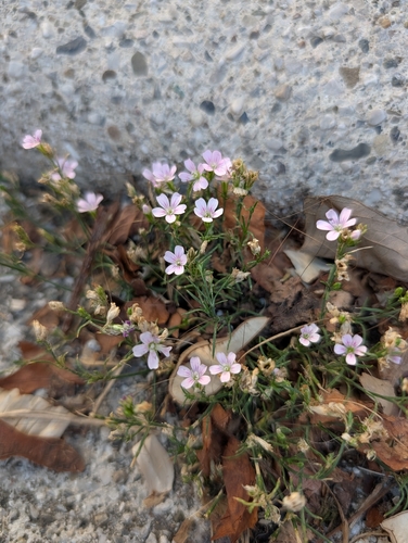 Tunicflower