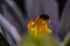 Halotydeus destructor