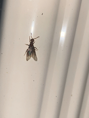 Lasius interjectus