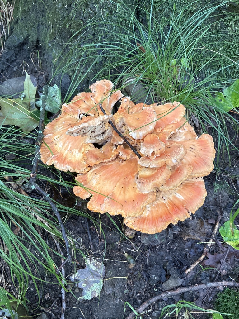 chicken of the woods · September 2026 · photo: Photo: (c) Allegheny County Park Rangers, some rights reserved (CC BY) · iNaturalist