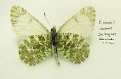 Euchloe creusa