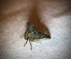 Telamonini