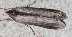 Cucullia laetifica