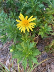 Euryops pectinatus