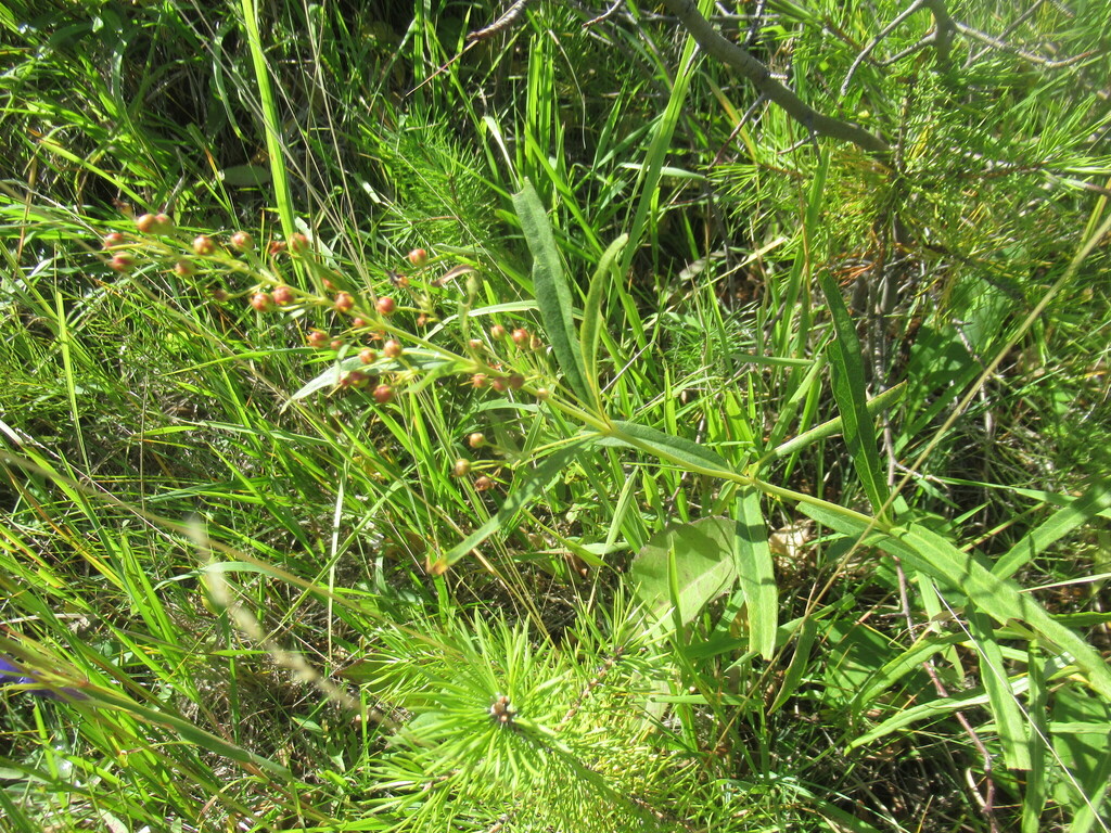 Lysimachia davurica; photograph author not stated, no rights reserved