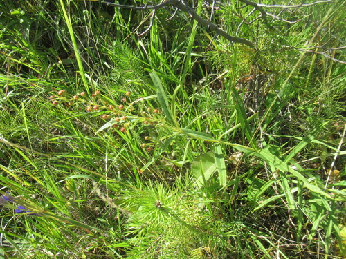 Lysimachia davurica, photograph 1