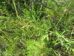 author not stated, no rights reserved Lysimachia davurica, photograph author not stated, no rights reserved