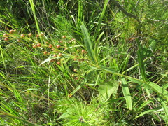author not stated, no rights reserved Lysimachia davurica, photograph author not stated, no rights reserved